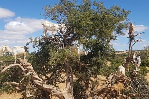 Privé dagtocht naar Essaouira