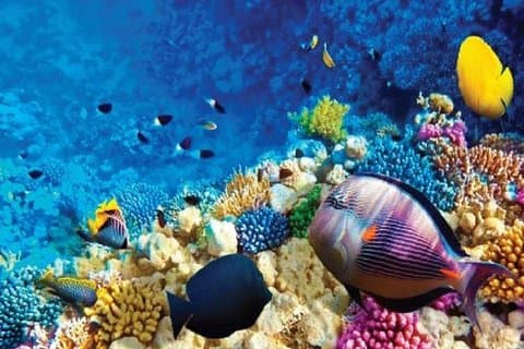 Full-Day Snorkeling Adventure in Ras Mohammed National Park