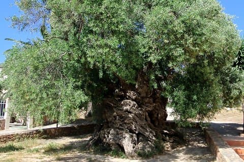 Olive Oil and Wine Private Tour (price per group of 6)
