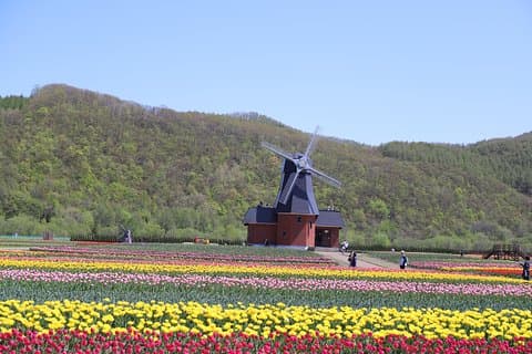 [Shibazakura / Tulpe] Shibazakura Takinoue Park und Kamiyubetsu Tulip Park (von Sapporo) fahren mit dem privaten Auto.