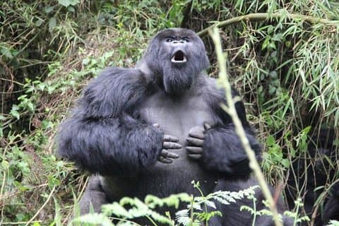 Gorilla trekking