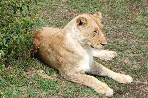3 dagen in Masai Mara