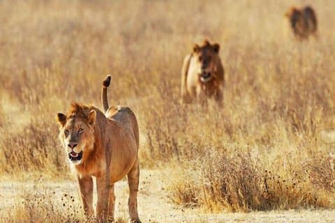 Tagesausflug - Tsavo-Ost-Nationalpark (Man Eater Lions of Tsavo & andere Big Five)