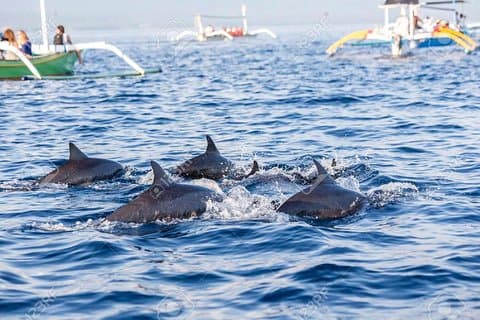 Full-Day Bali Highlights with Dolphin Tour