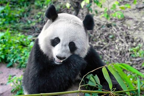 Privat halvdag Panda avlscenter tur med valgfri hotpot frokost