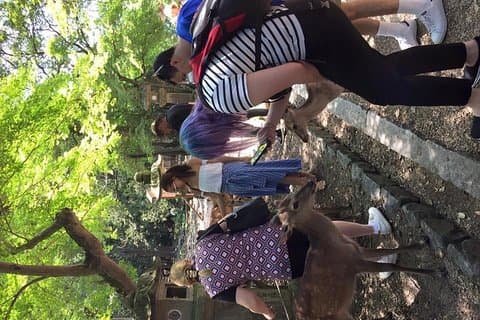 Nyd 1300 års Naras charme på 3 timer! Nara Park Classic Tour med en guide, der afgår fra JR Nara Station