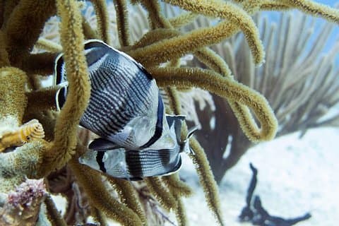 Heldags Playa del Carmen Reef-dykkeraktivitet