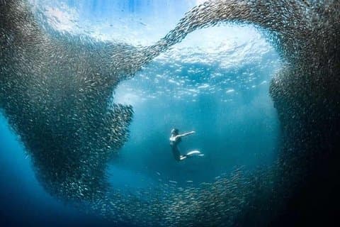 Cebu: Private Tour- Pescador+Moalboal+Canyoneering+Kawasan Falls