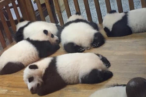 Private Tagestour zur Chengdu Panda Base mit dem Round-Way Bullet Train von Xian