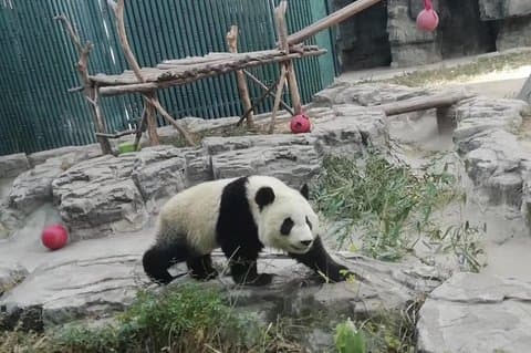 Privat Chengdu Panda Base Day Tour med rundvejsflyvning fra Shanghai