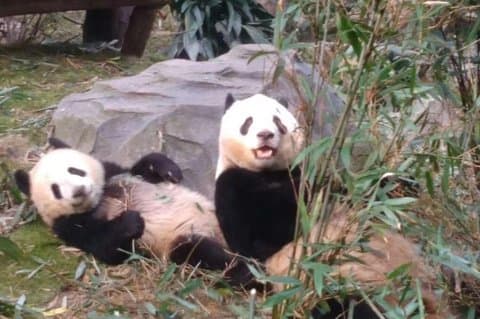 Privat dagstur til Chengdu Panda Base med rundvejsflyvning fra Beijing