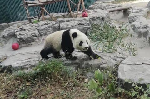 Excursión privada de un día a la base de Panda de Chengdu en un vuelo de ida y vuelta desde Shenzhen