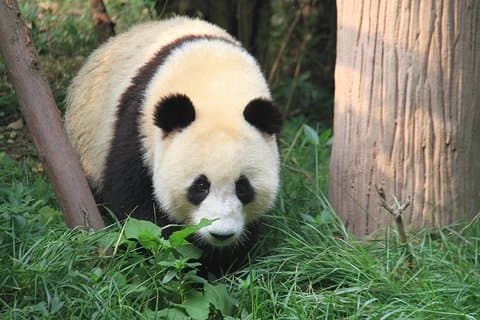1-daagse Chengdu Layover Tour: Panda Base, centraal in de stad met Round Airport Transfer