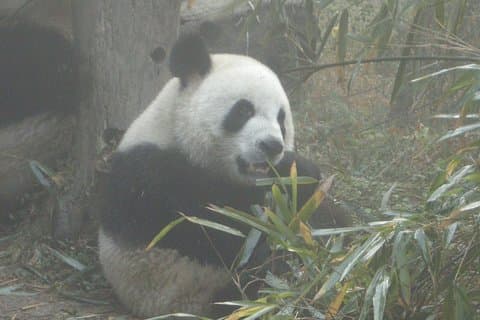 Chengdu Panda Base und Drop Off Chengdu Bahnhof Tagestour