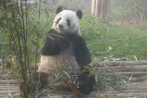 Chengdu Railway Station afhentning og Panda Base Day Tour