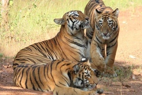 4 Noches 5 Días Delhi Agra Ranthambhore Jaipur Tour Desde Delhi