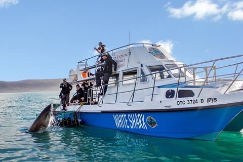 Shark Cage Diving - Adventure Oppfyller bevaring!