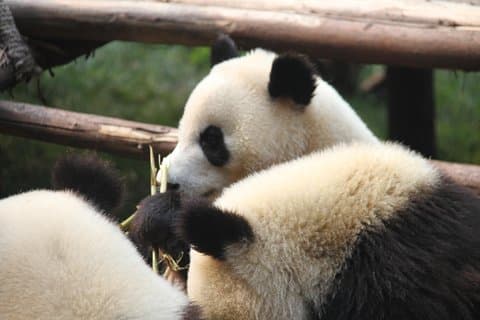 Half-Day Self-Guided Chengdu Panda Research Base Tour