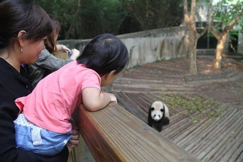 2-dages privat tur: Panda Base, Leshan Giant Buddha og Mount Emei fra Chengdu