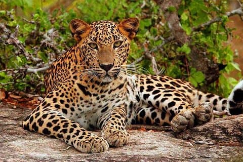 Jeep Safari to Yala National Park With an Expert Of Wild Life