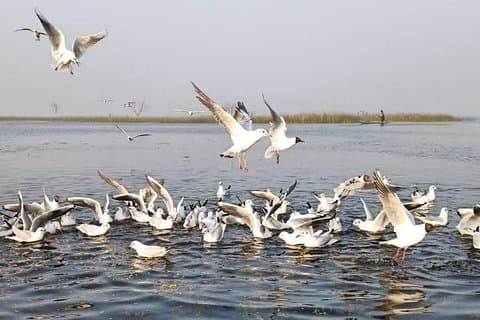 Nal Sarovar Bird Sanctuary & Lothal Day Tour fra Ahmedabad