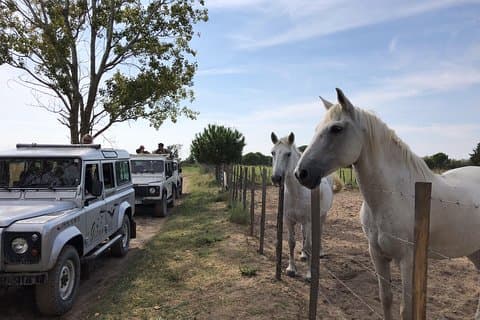 Camargue 4x4 Safari 2 hours Saintes Maries de la Mer