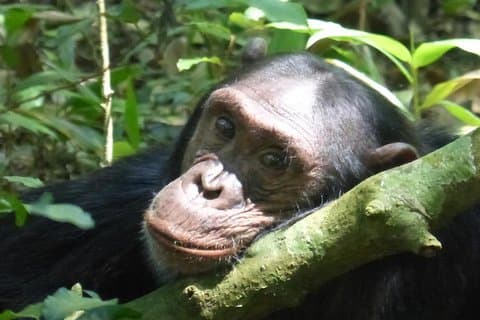 15-daagse gorilla's, chimpansees en Big 5 Safari Tour