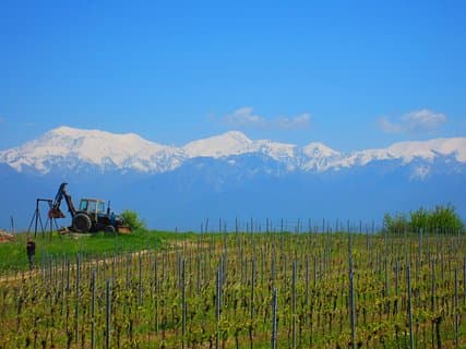 Wine Tour Qabala with Local Lunch