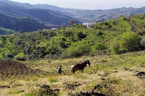 Axarquia VIP Wine Tour con esperienza gastronomica in cantina