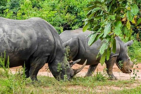 1 giorno di rinoceronte rinoceronte in Uganda (Ziwa Rhino Sanctuary
