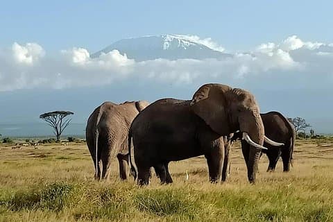 4 dage Amboseli Explorer