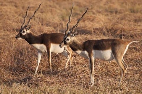 Blackbuck Safari from Rajkot