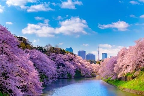 Sakura Cherry Blossom Privat tur med japansk innfødt sjåfør