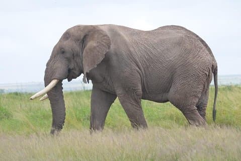 4 dagar i Masai Mara och Lake Nakuru