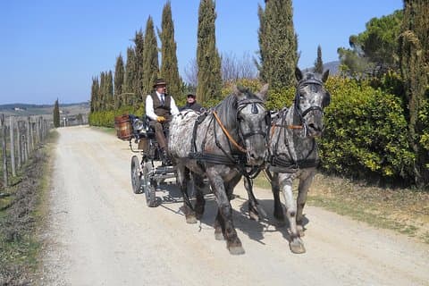 Passeio de carruagem e almoço em restaurante típico no coração de Chianti