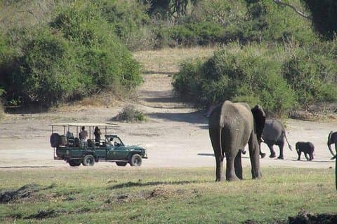 3 Stunden Chobe Safari Pirschfahrt