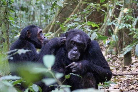11 Tage Uganda + Gorillas