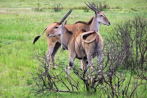 ザンジバルまたはダルエスサラームからセルース国立公園への日帰り旅行