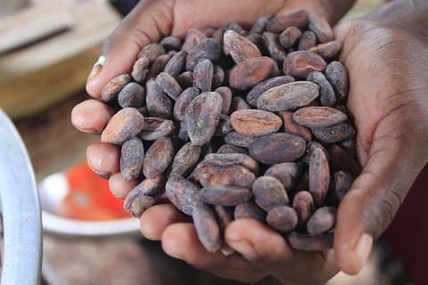 Fabricación de chocolate maya y natación en cascada desde Placencia