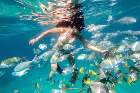 Snorkeling at Pelicans Rock