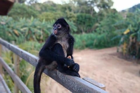 Half Day Roatan Sightseeing och Jungle Island Tour