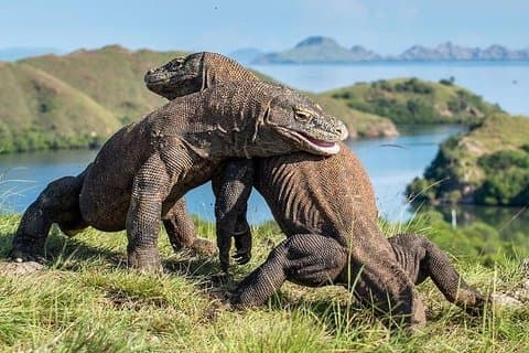 Komodo Sailing cruise
