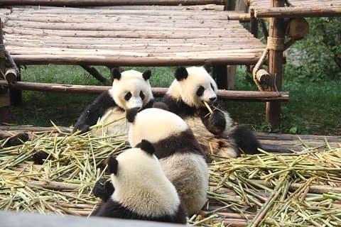 8-dages vest Sichuan privat tur fra Chengdu til Daocheng Yading
