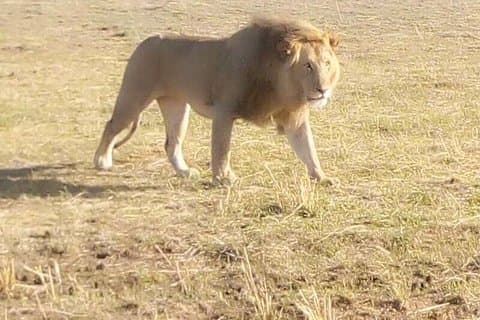 Chobe Volledige dagsafari