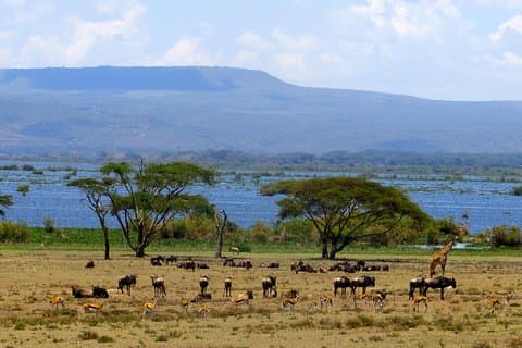 Tagestour zum Naivasha-See und zur Halbmondinsel