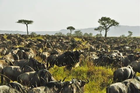 3 Tage Maasai Mara Safari