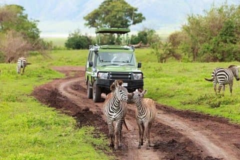 2-daagse Selous Game Reserve Safari vanuit Zanzibar of Dar es Salaam