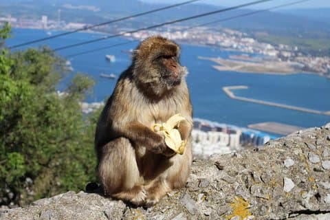 Private Gibraltar Day Trip from Málaga or Marbella. Rock, Monkeys