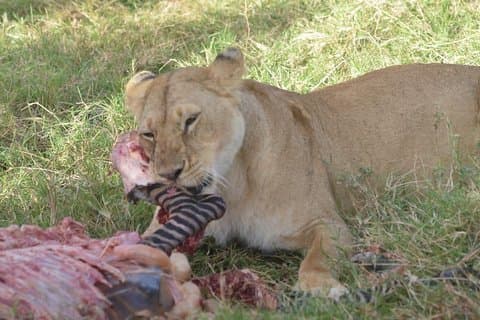 6 dagar i Masai Mara- Lake Nakuru-Amboseli
