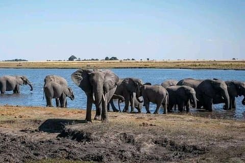 Excursion d'une journée au safari Hwange au départ des chutes Victoria